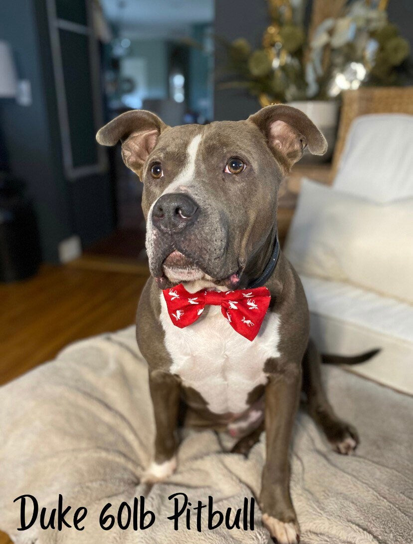 Dog Bow Tie, Mustache