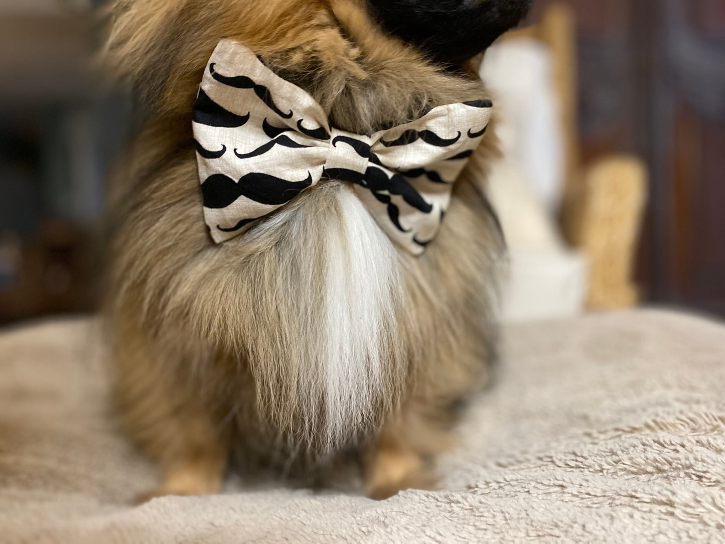 Dog Bow Tie, Mustache