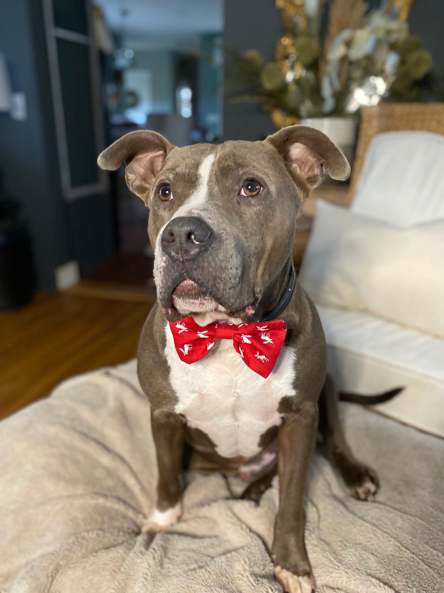 Dog Bow Tie, Bumble Bee