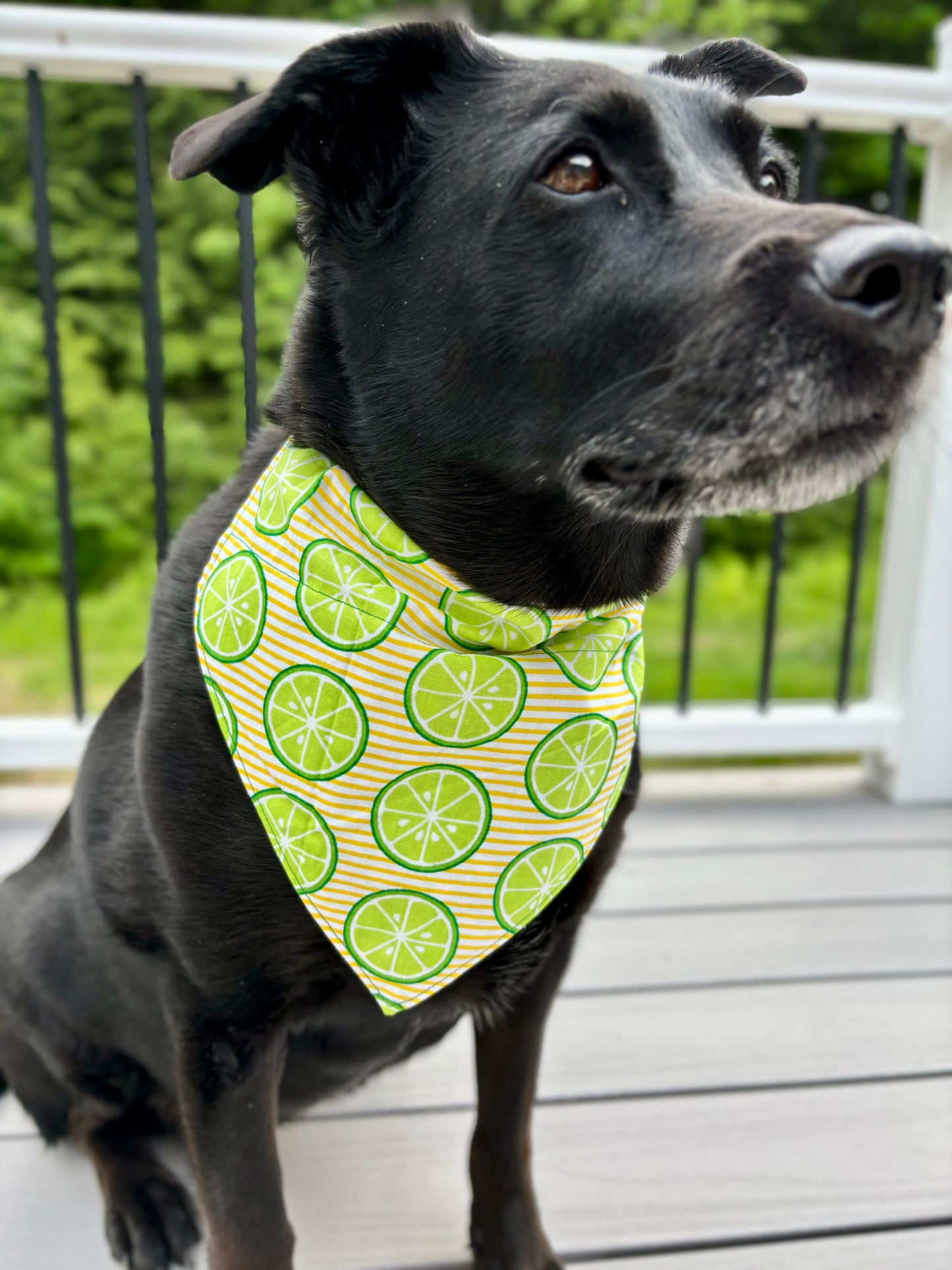 Over The Collar Dog Bandana, Reversible Dog Bandana, Citrus Stripe & Green Poka Dot