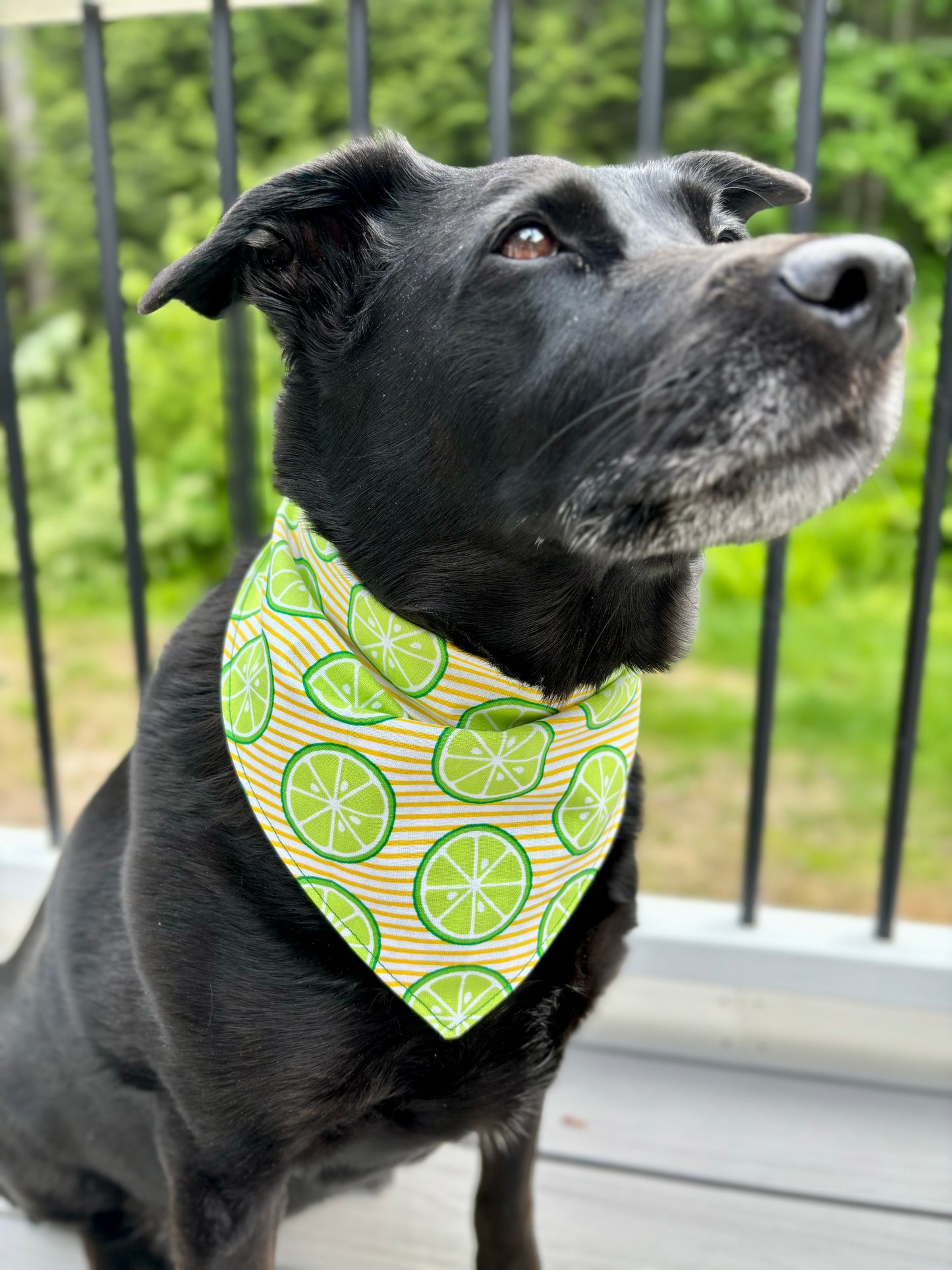 Tie On Dog Bandana, Reversible Dog Bandana, Citrus Stripe & Green Poka Dot