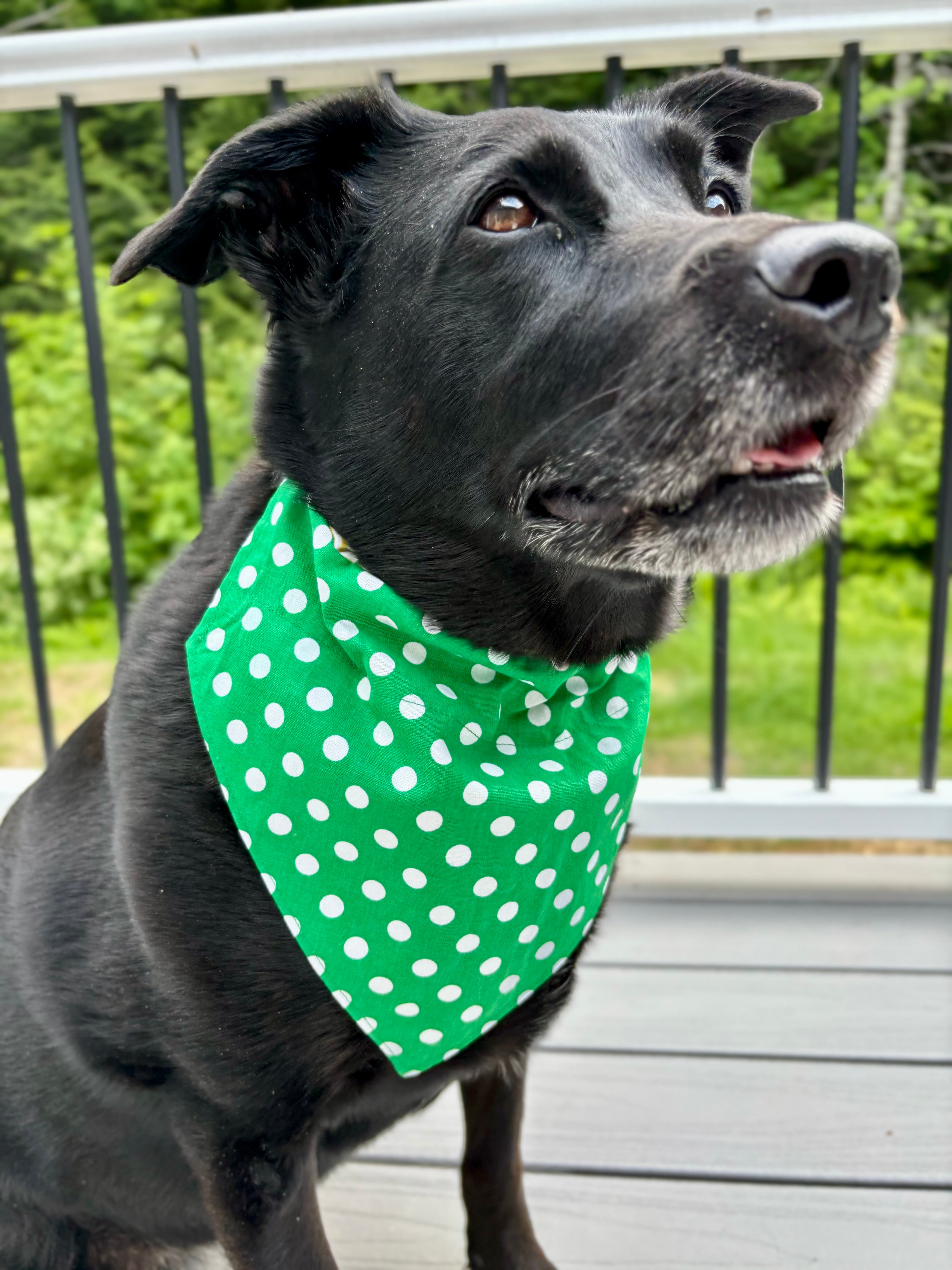 Over The Collar Dog Bandana Reversible Dog Bandana Citrus Stripe Green Poka Dot