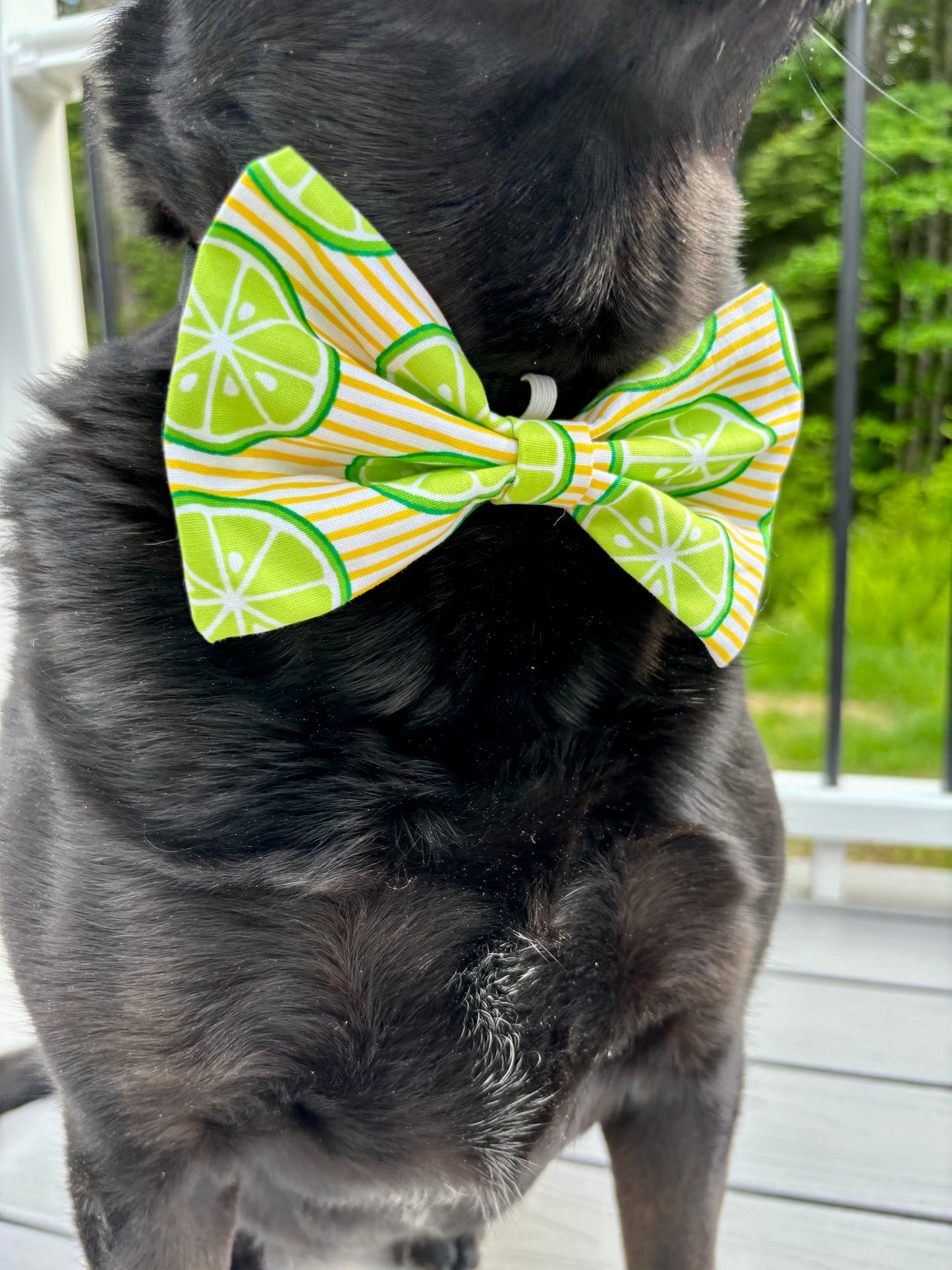 Dog Bow Tie, Citrus Stripe