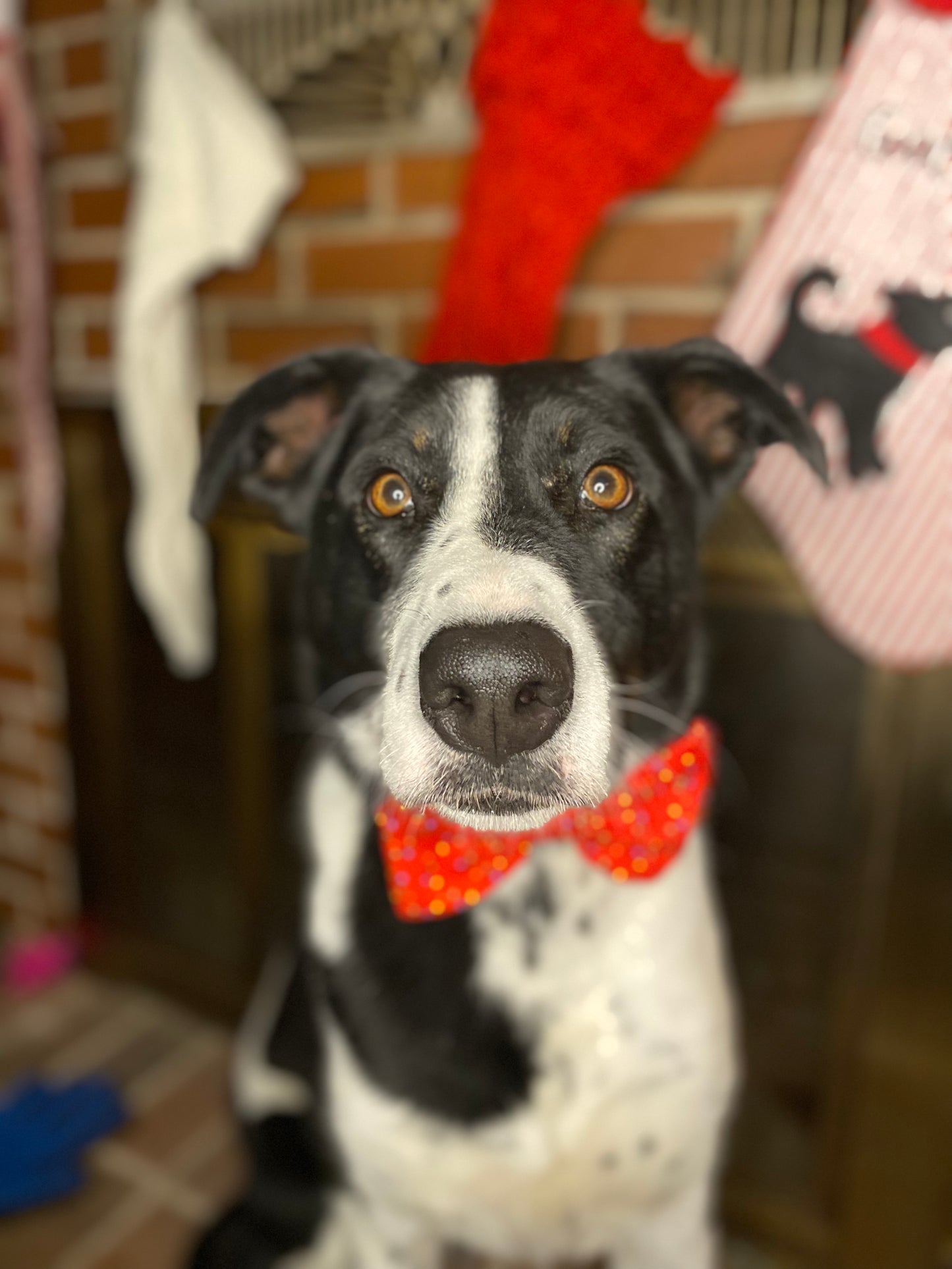 Dog Bow Tie, Christmas Lights
