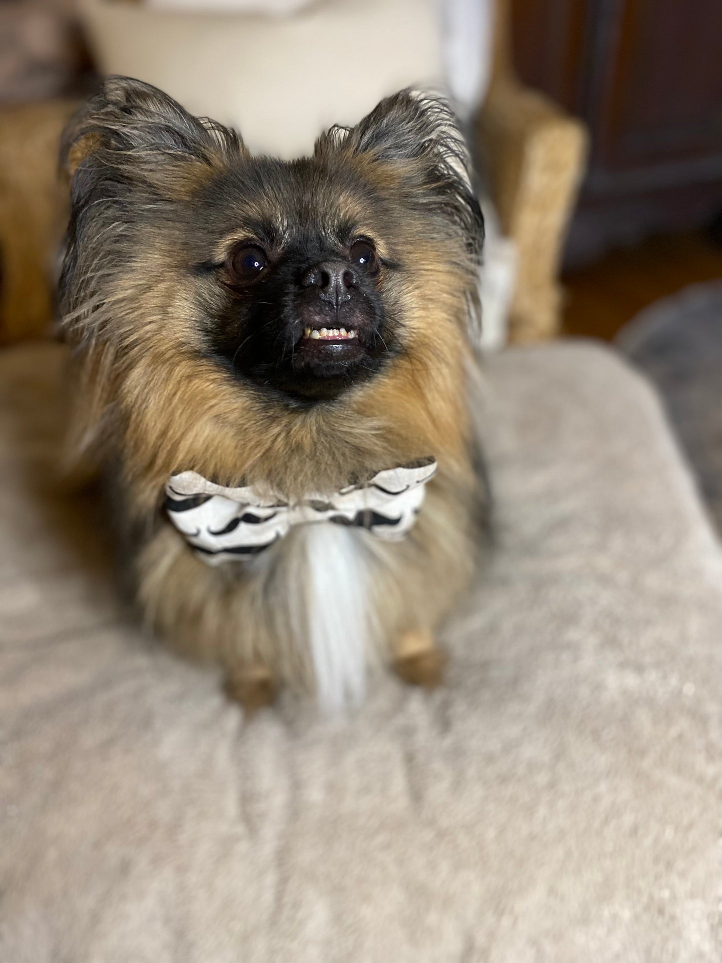 Dog Bow Tie, Bumble Bee